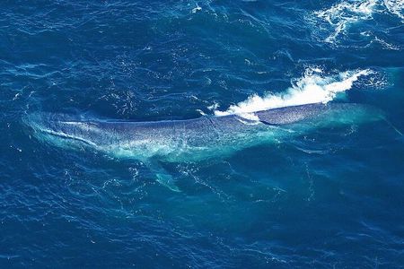 Kaikoura Whales