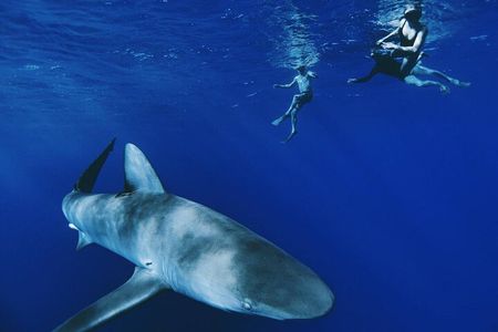 Pelagic Shark Dive Tour