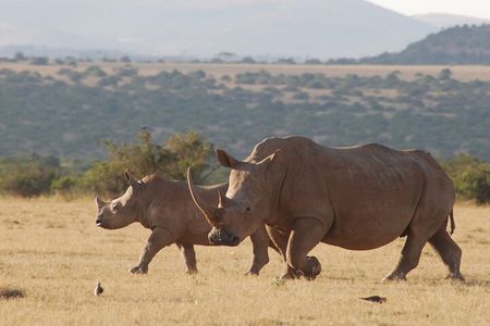 6 Days Private Rhino Conservation Safari in Kenya Tour