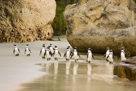 African Penguins (Boulders Beach) Half Day tour from Cape Town 