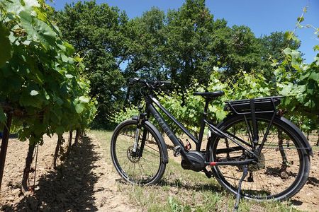 Vineyard of the Alpilles by bike