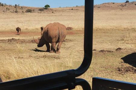 Rhino And Lion Safari with Wondercave Tour