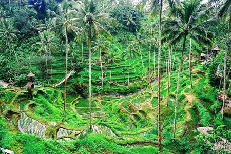 One Day Tour Tegalalang Rice Terrace And Gunung Kawi Temple