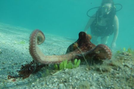 Beginners' ScubaDive