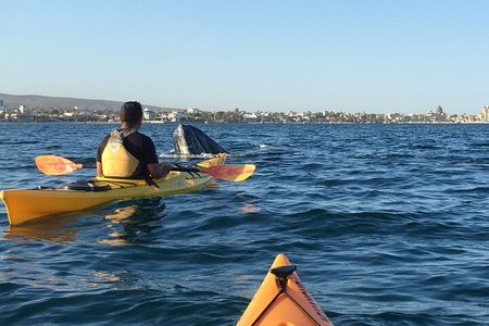 2 Hours of Kayak Safari in Bahía de La Paz