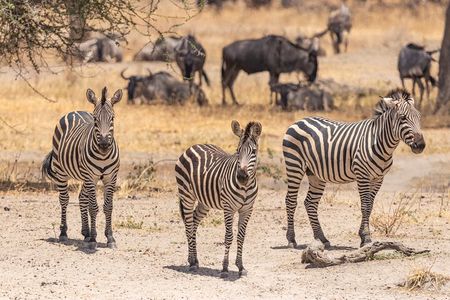 5 Days Tanzania Private Safari Tour