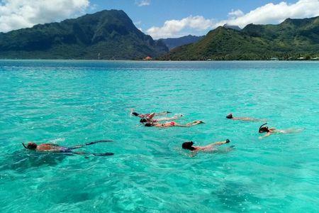 Snorkeling excursion and encounter with marine fauna in Moorea