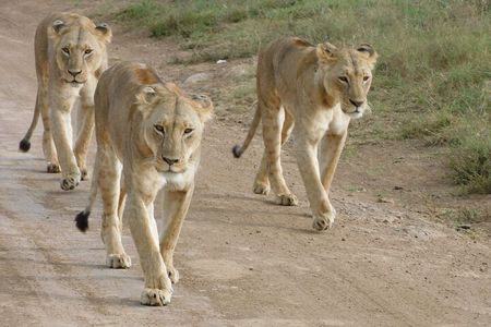 Day Tour to Nairobi National Park and Giraffe Center