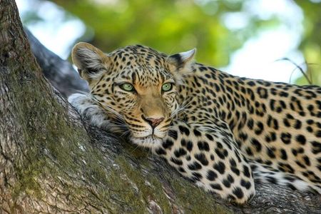 4-Day Best of Tanzania Safari 