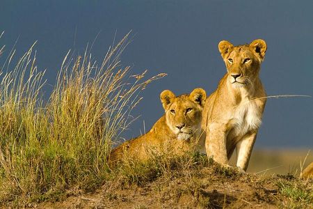 3 Days Masai Mara Budget safari Meals and accommodation included