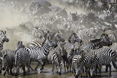 6-Day Private Safari in Northern Tanzania from Arusha