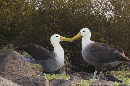 Full-day Adventure Tour at Espanola Island (Waved Albatross Island)