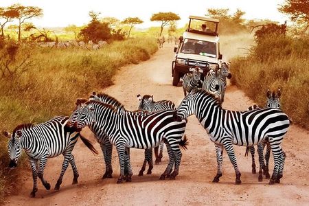 2-Day Private Mikumi National Park Tour with Pickup