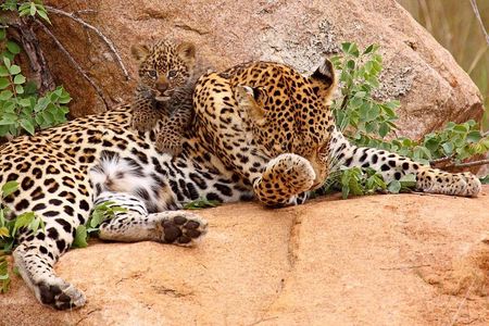 1 Day group tour-Ruaha National park