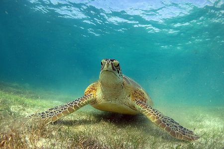 Turtles and Cenote Snorkeling Activity from Tulum