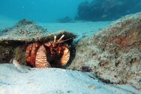 Luxury Snorkeling on Your Vacation Exclusively Private Guaranteed