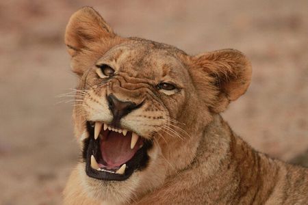 Exclusive Morning Game Drive Safari near Hoedspruit