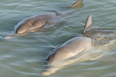 Dolphin and Manatee Clear Kayak or Paddleboard Island Hop Tour
