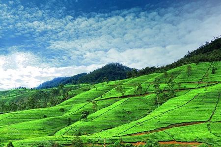 Nuwara Eliya Day Tours with Sri Lanka Friendly Driver 