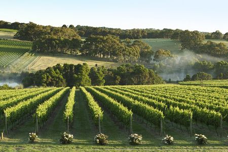 Mornington Peninsula Wine Day Tour 