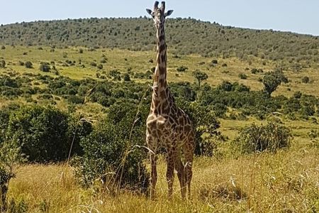 Nairobi National Park Tour From 0600hrs - 1130hrs or From 1300hrs - 1800hrs
