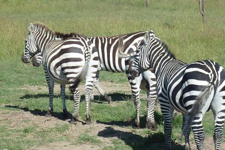 3 Days, 2 Nights Masai Mara Road Package