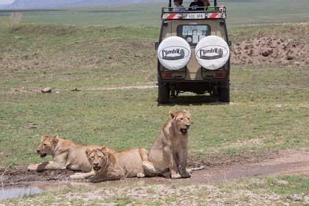 Private Group Serengeti Safari, Crater & Tarangire National Park