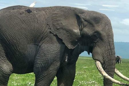 5 days nothern Tanzania camping Safari 