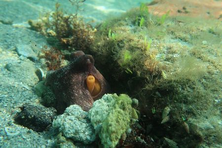 Luxury Snorkeling on Your Vacation Exclusively Private Guaranteed