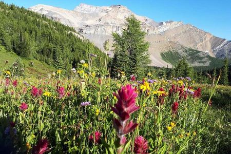 Exclusive Skoki Backcountry Guided Hiking in Lake Louise with Van Shuttle