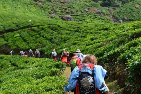 Darjeeling Himalayan Tea Tour