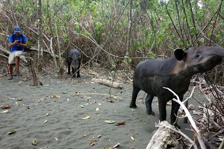 Pacheco Tours - 2 Days 1 Night in Corcovado Sirena From Drake Bay