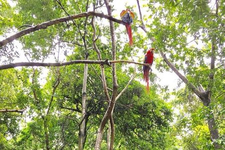 Gumbalimba Park Experience