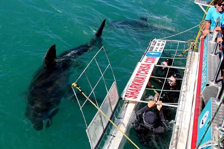 Gansbaai Shark Cage Diving & Penguins Small Group Tour from Cape Town