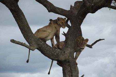 Joining Safari from Mwanza