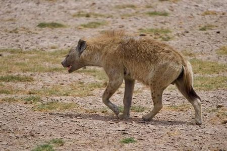 Private 2-day Diani Beach To Tsavo East and West Safari
