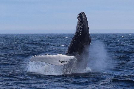 2 Hour Award-Winning Whale and Seabird Boat Tour from St. John's