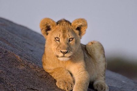 3-Day Private Ngorongoro Crater and Serengeti Park Tour