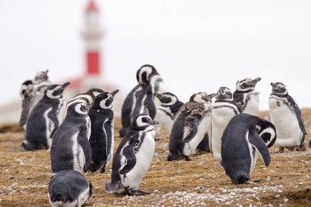 Walk alongside Penguins on Magdalene Island and navigate Marta Island
