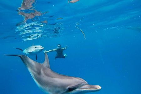Dolphin Museum and Wild Dolphins Land and Sea Adventure