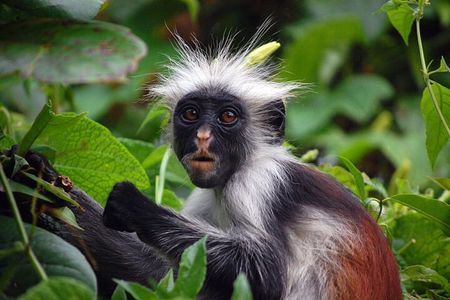 Private Tour to Jozani Forest Reserve Half-Day Guided Tour from Zanzibar