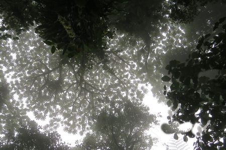 Natural History Walking Tour in Monteverde Cloud Forest Reserve 