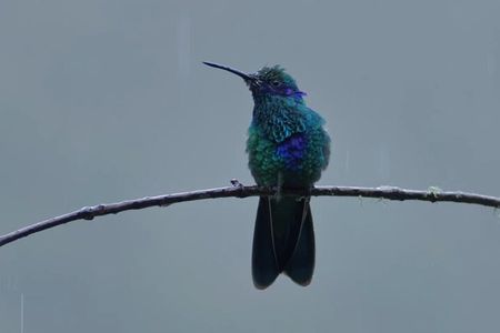 Hummingbirds of the Sacred Valley - Cusco