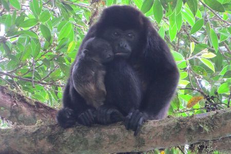 Natural History Tour at Curi Cancha Reserve in Monteverde