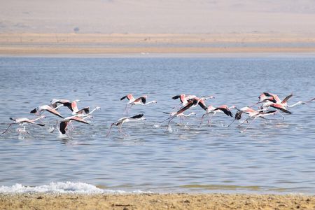 Full-Day Bird Watching Private Experience at Fayoum