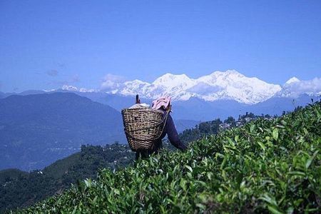 Darjeeling Himalayan Heritage Tea Tour