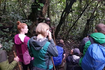 2 Days Chimpanzee trekking & Canopy Walk in Nyungwe National Park 