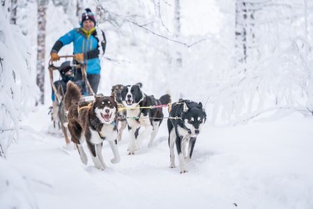 Small Group Wilderness Husky Sledding 2h from Tromsø (car needed)
