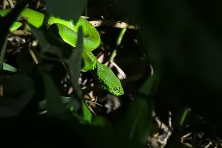 Small Group Night Walking Tour in Monteverde