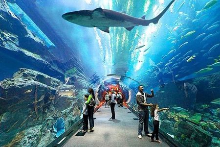 Dubai Aquarium and Underwater Zoo with Penguin Cove Tickets.